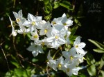 flores blancas en escalante