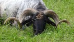oveja con cuernos grandes